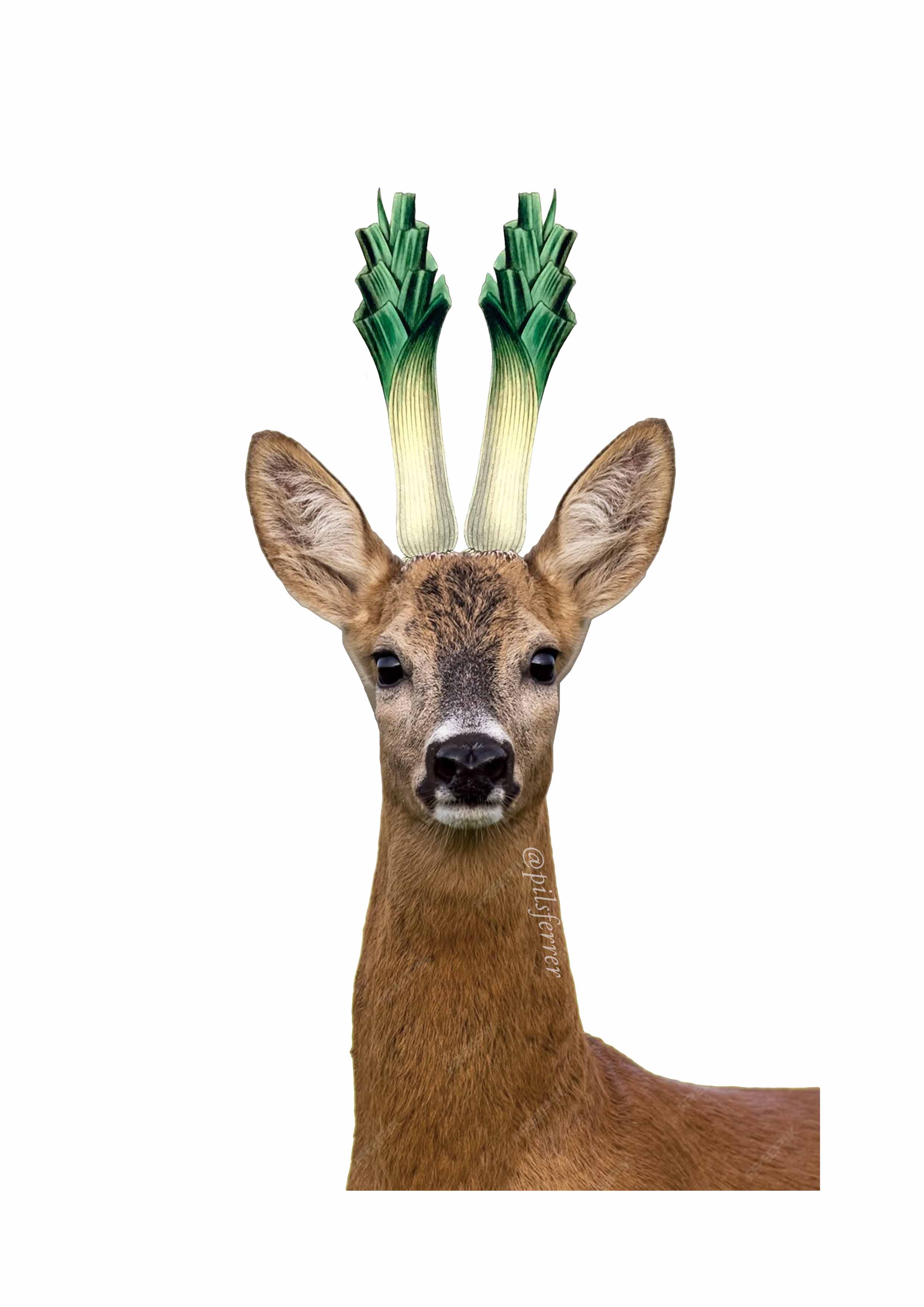 Puerzo