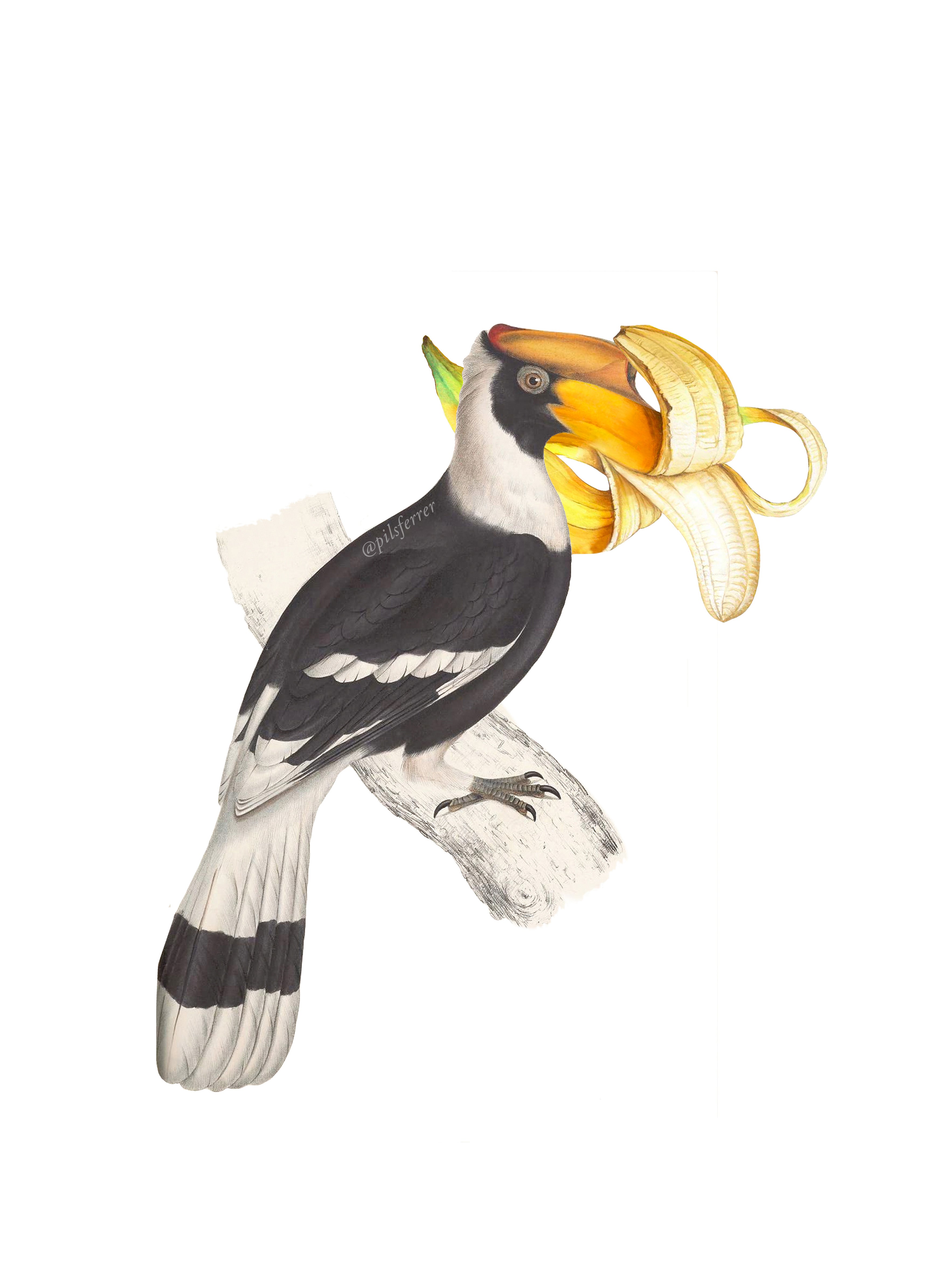 Horn Banana Bill