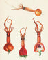 calazpacho-fresa.jpg