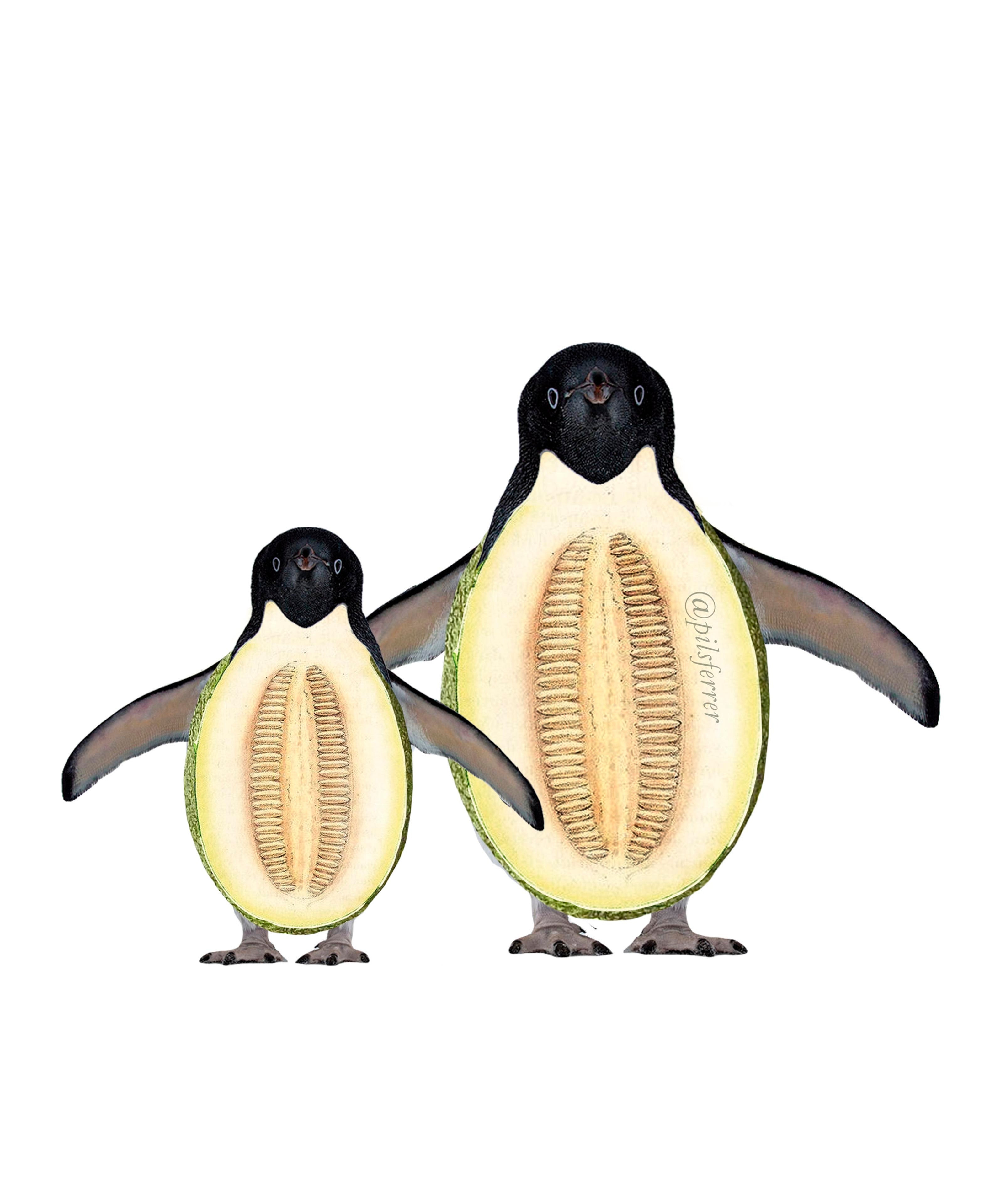 pinguacates_melon.jpg