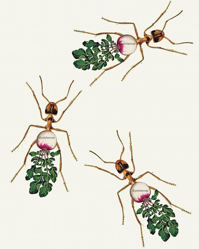 Hormíbanos nerviosos 🐜 🐜 🐜