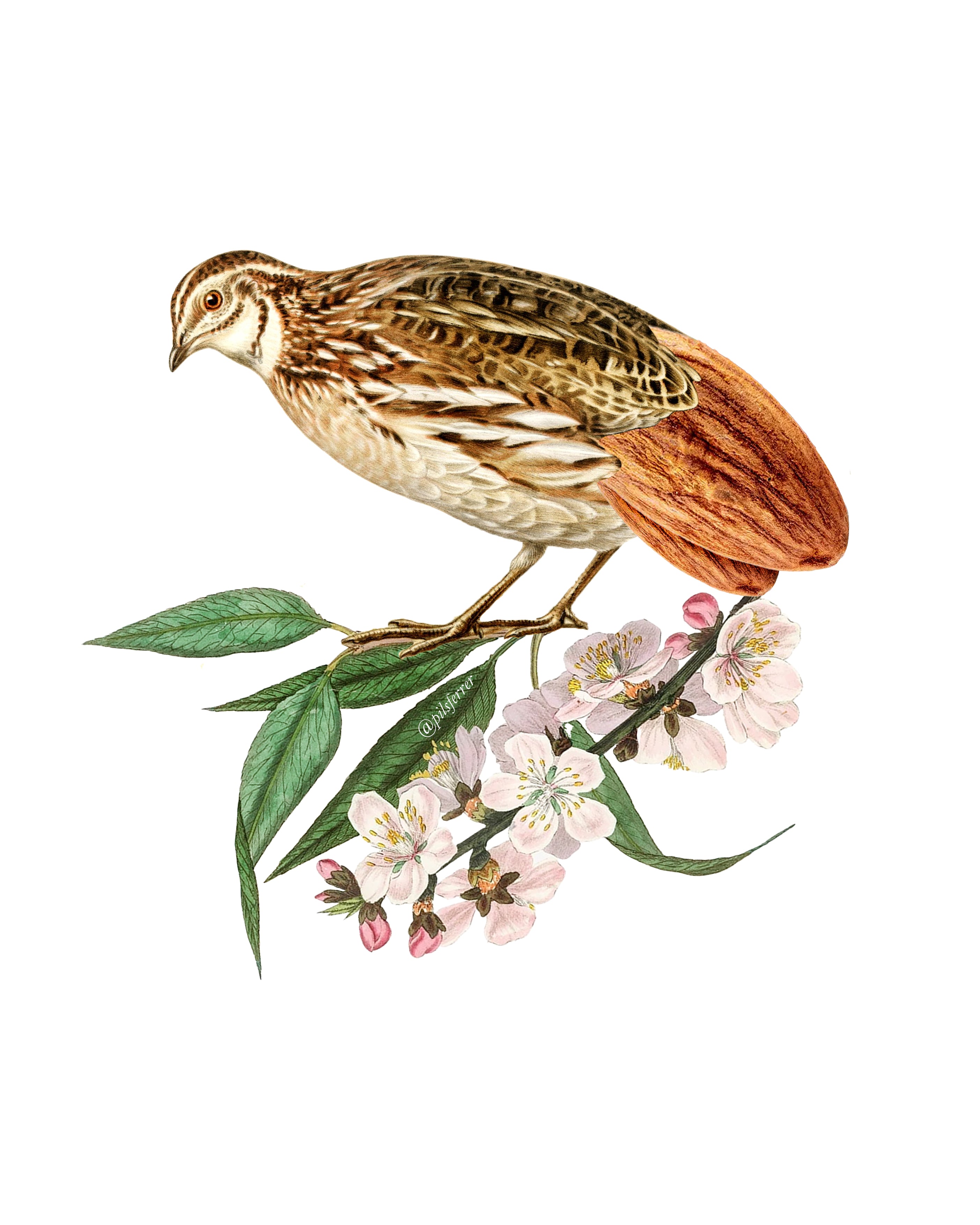 Almendriz