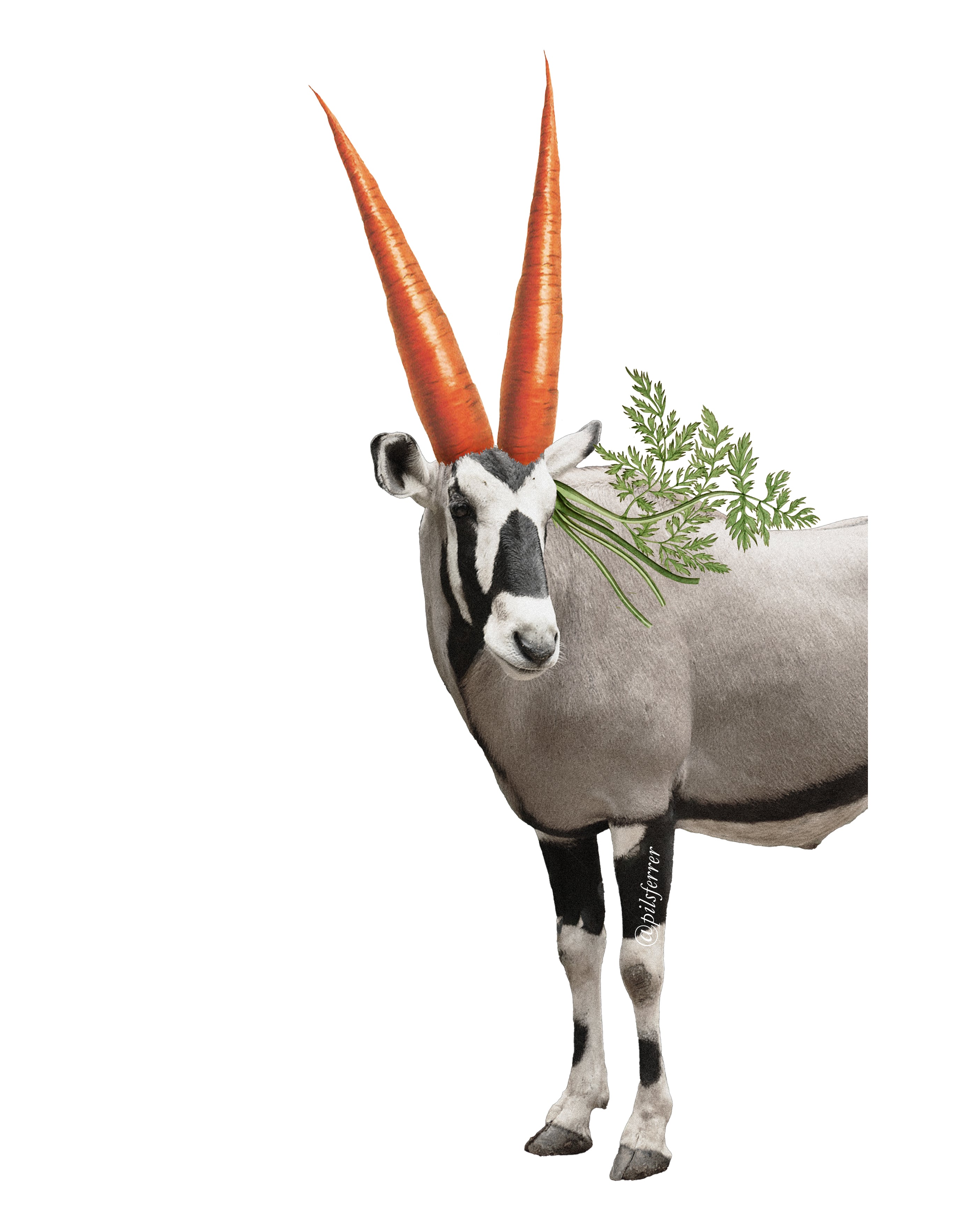 Zanahorix