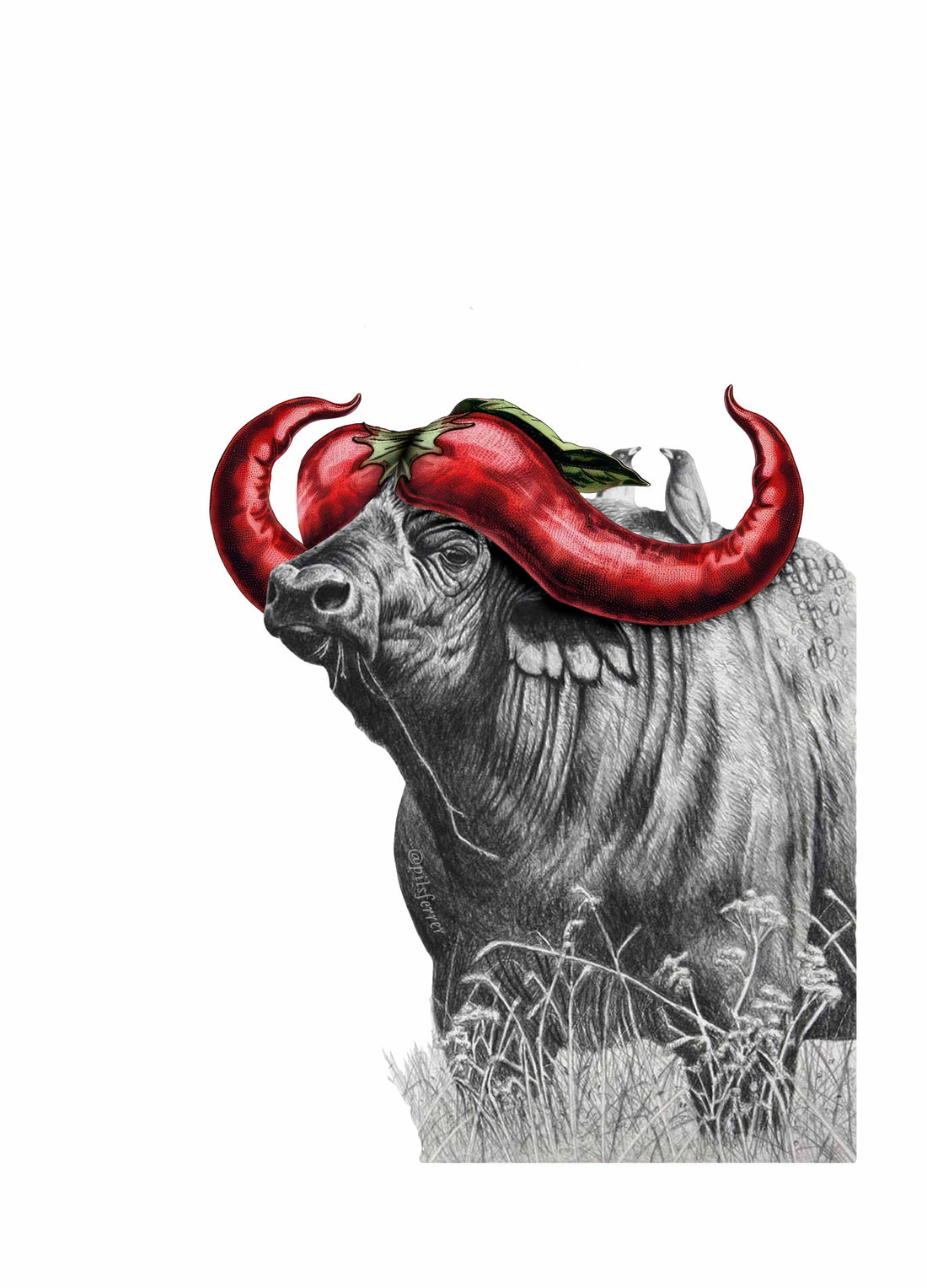 Búfalo Picante