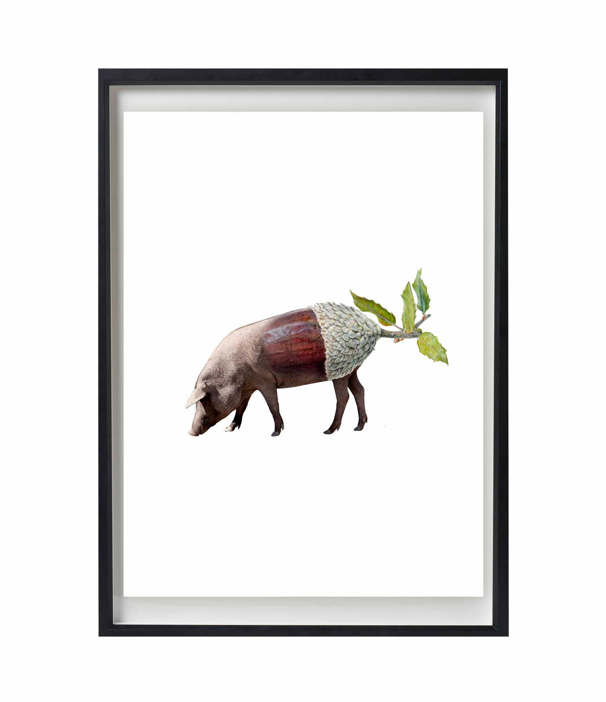 cerdo-bellota-marco-negro.jpg