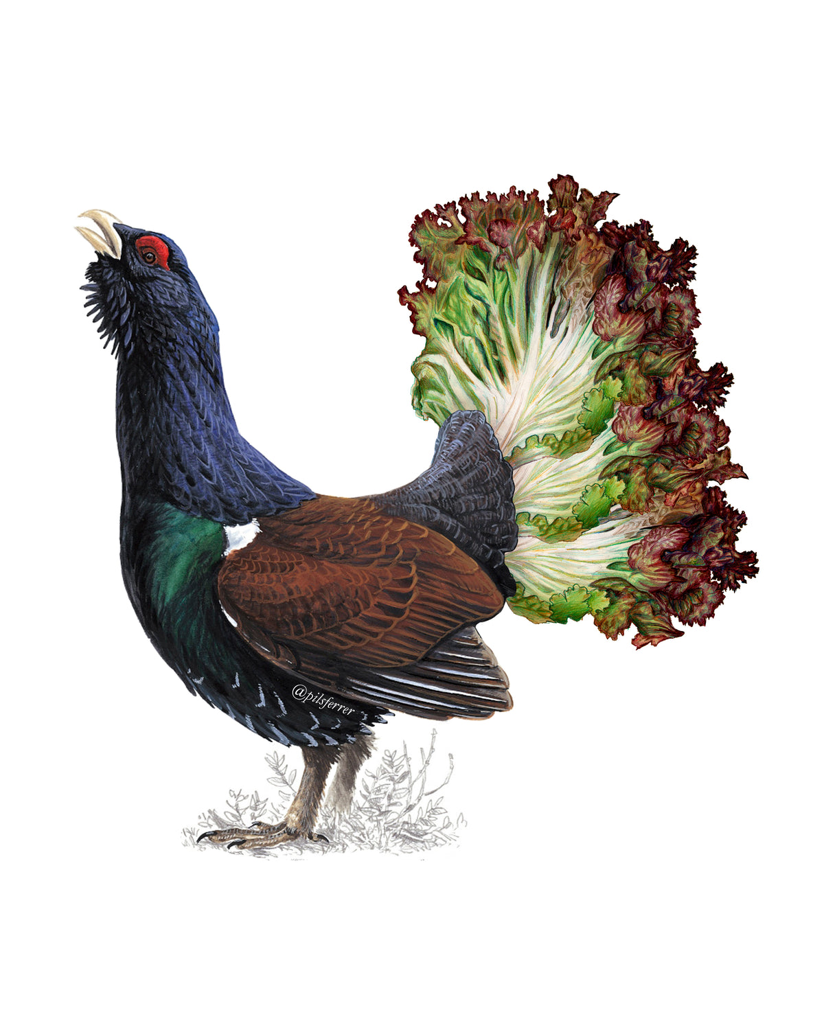 Lechugallo
